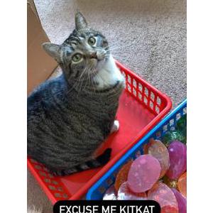 Lost Cat KitKat