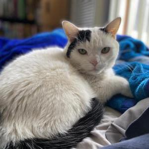 Image of Brie, Lost Cat
