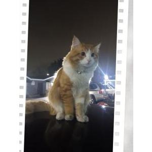 Image of Mykitty, Lost Cat