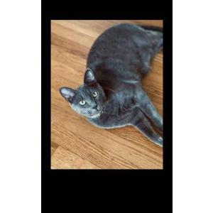 Image of Black or Bubble, Lost Cat
