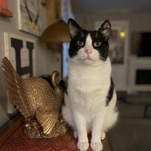 Lost Cat Wylie