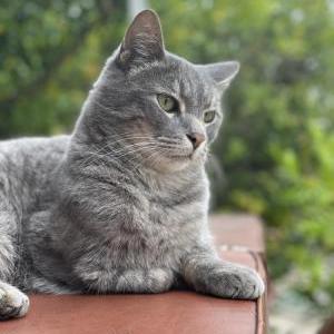 Lost Cat gray gray