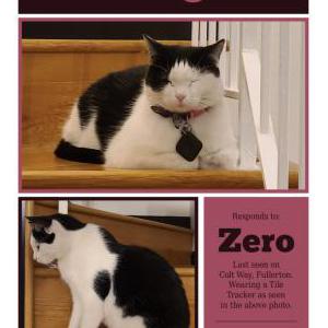 Lost Cat Zero
