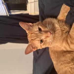 Lost Cat Max- Tabby orange