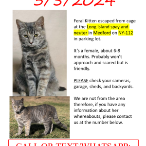 Image of baby/mama, Lost Cat