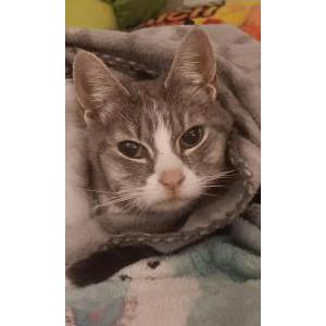 Image of Zowie, Lost Cat