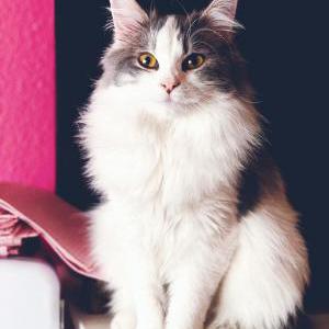 Image of Luna, Lost Cat