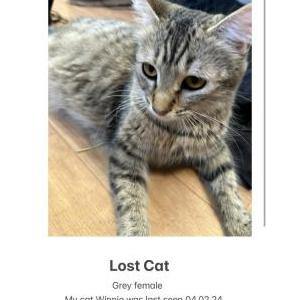 Lost Cat Winnie