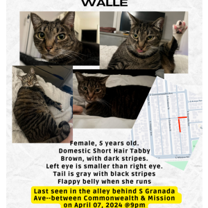 Lost Cat Walle