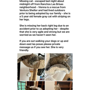 2nd Image of Vienna, Lost Cat