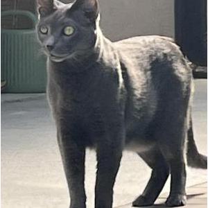 Image of Loverboy, Lost Cat
