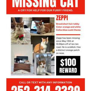 Image of Zeppi, Lost Cat