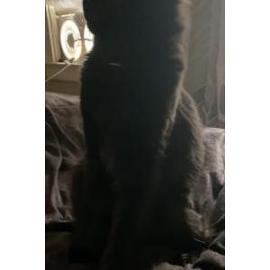 Image of Lilith/Lillie, Lost Cat