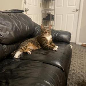 Image of Brody/kitty, Lost Cat
