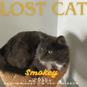 2nd Image of Smokey, Lost Cat