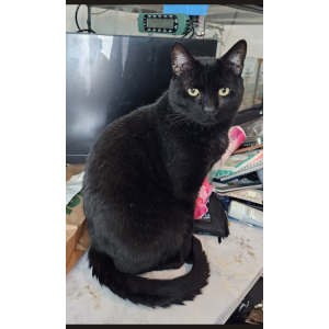 Image of Roger, Lost Cat