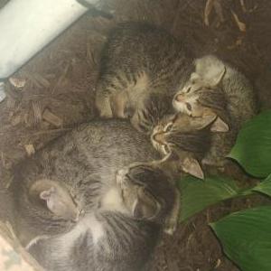 Image of Kittens, Lost Cat