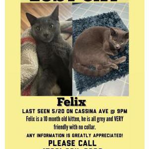 Lost Cat Felix