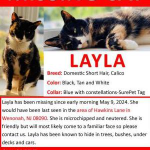 Image of Layla, Lost Cat