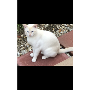 Image of Whitey, Lost Cat
