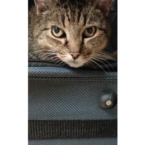Image of Chessie, Lost Cat