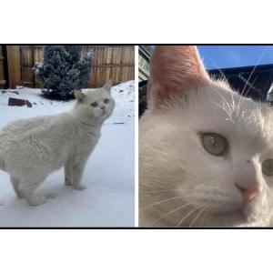 Image of Snow, Lost Cat