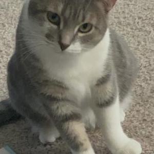 Image of Michi, Lost Cat
