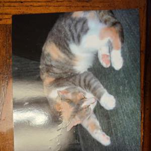 Image of Hilly $500.00 reward, Lost Cat