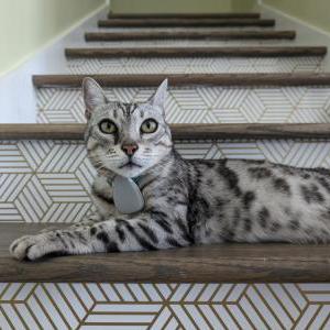 Image of Bujoux, Lost Cat