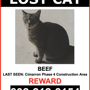 Image of Beef, Lost Cat