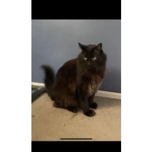 Image of Poo, Lost Cat