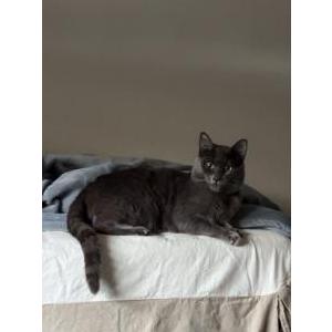 Image of Boomer, Lost Cat
