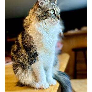 Image of Charlotte, Lost Cat