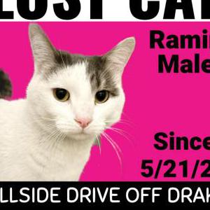 Image of Ramin, Lost Cat