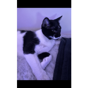 Image of Sushi, Lost Cat