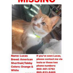 Image of Lucas, Lost Cat