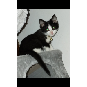 Image of Revna, Lost Cat