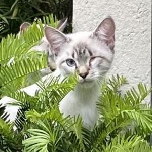 Image of Winky, Lost Cat