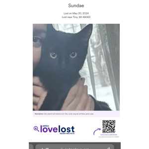 Image of Sundae, Lost Cat