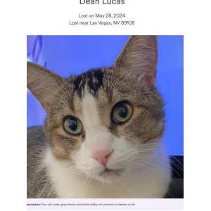 Image of Dean, Lost Cat