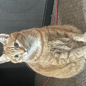 Image of Tuna, Lost Cat