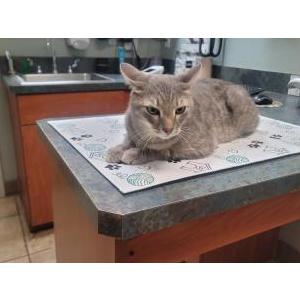 Image of Clutch, Lost Cat