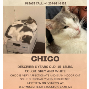 Image of Chico, Lost Cat