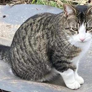 Image of Marsik, Lost Cat