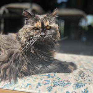 Image of Princess joey, Lost Cat