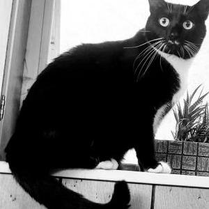 Image of Dali, Lost Cat