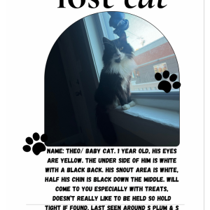 Lost Cat Theo / baby cat