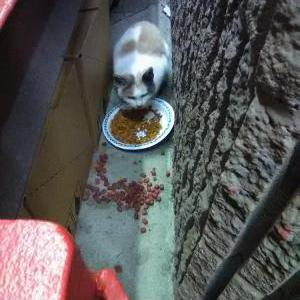 Image of CircleK CommunityCat, Lost Cat