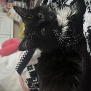 Image of Soot, Lost Cat