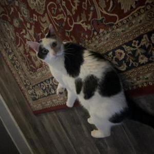 Lost Cat Merlin/ “Mush”